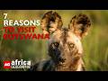 7 Reasons to visit Botswana | Safari Advice | Africa Geographic