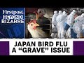 Japan Has No Land To Bury Dead Chickens Amid Bird Flu Outbreak | Beyond Bizarre