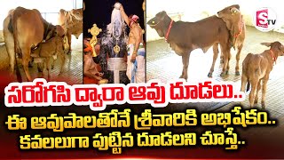 సరోగసి ద్వారా ఆవు దూడలు.. || India's First Cow Surrogacy at TTD's Goshala in Tirupati