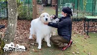 ストーブ屋さんと楽しく遊んだルンルンとアランとベルです　Great Pyrenees　グレートピレニーズ