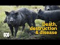 Damage, death & disease: devastating effects of wild boars 🐗 | Meet the Ferals Ep 7 | ABC Australia