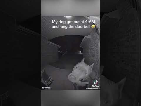 Dog Rings Doorbell At 4am - YouTube