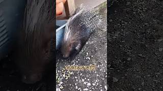 সজারুর কাটা কতটা মারাত্মক... #shortsviral #shorts #trending #animals #porcupine #amazingfacts #facts