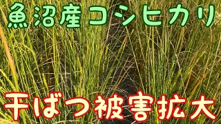 2023年8月25日棚田の草刈り日記〜干魃の被害が広がってかなりヤバイです・・・