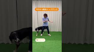 #簡単ドッグダンス 💃🐕 #ドッグダンス 犬と遊ぶ！☆ウィジードッグクラブ☆