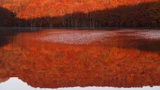 探訪・青森県十和田市・蔦沼 燃える山肌、水面…一瞬の秋