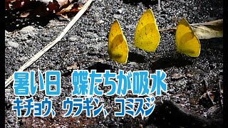 暑い日蝶たちが吸水