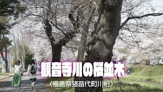 観音寺川の桜並木〈福島県猪苗代町川桁〉