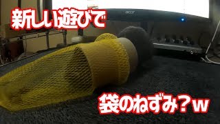 新しい遊びを考えたから、くるみと遊んでみたｗ【デグー成長日記】