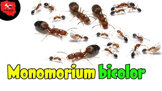 [Mrówki] Monomorium bicolor - Mrówki które ciebie zaskoczą ;)