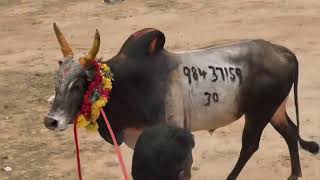 Kandramanickam Manjuvirattu 💥 Ft.Theeparakka muttiparu