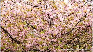 礼拝中継  4月2日 (編集済、祈り・聖書・説教・聖餐の言葉)    ...槍でイエスのわき腹を刺した。すると、すぐ血と水とが流れ出た。それを目撃した者が証ししており、その証しは真実である...