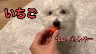 【子犬】犬が初めてイチゴを食べた時の反応【ビションフリーゼ】