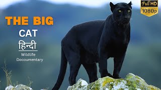 The Big Cat : Panther Hunt Begins -हिंदी डॉक्यूमेंट्री | Wildlife Documentry In Hindi