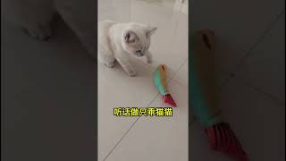 为食猫 #cat #pets