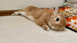 A rabbit lying down 5 times during the New Year's holidays