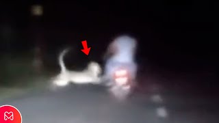 INCREDIBLE LEOPARD ATTACKS CYCLIST