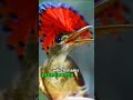 Underrated Amazonian Bird, AMAZONIAN ROYAL FLYCATCHER (Onychorrhynchus Coronatus) #shorts