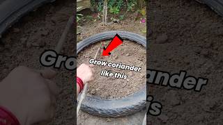 How to grow coriander like this #viral#shorts#trending#ytshorts#gardening#Short#viralshorts