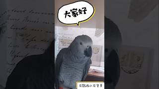 鹦鹉和大家打招呼啦🦜#鹦鹉#鹦鹉说话#会说话的鹦鹉#会说话的鸟