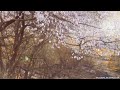 sakura in 4k japan s enchanting spring blossoms globalscapes 4k dolby vision 4k hdr 60fps