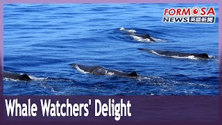 Five sperm whales spotted together off Hualien coast