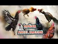 Indian Aseel Breeds . Types of Aseel Fight Breeds .. TN ASEEL.. #ASEEL DISCOVERY#