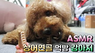 ASMR /처음 상어연골 먹어보는 강아지 /상어연골 리얼사운드