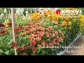 Overwinter Flowers Tunnel : Rudbeckia (Black-Eyed-Susan)