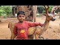 tirupathi zoo full tour திருப்பதி உயிரியல் பூங்கா lion safari sri venkateswara zoological park tamil