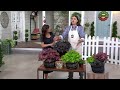 roberta s 3 piece shade loving coral bells live plants on qvc