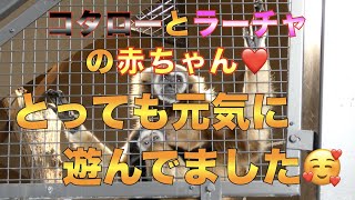 【円山動物園シロテテナガザル】コタローとラーチャの赤ちゃん❤️とっても元気に遊んでました🥰