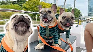 French Bulldog TANTRUM MELTDOWN First Time On A Boat