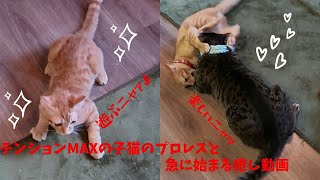 テンションMAXの子猫のプロレスと急に始まる癒し動画　Tension MAX kitten