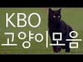 프로야구 고양이 난입 모음