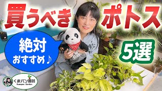 【観葉植物】ポトス5選…コレだけは買っておきたい！【くまパン園芸】