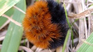 Woolly bears on the move