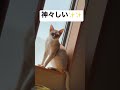 シンガプーラ 神々しい猫様🐈✨