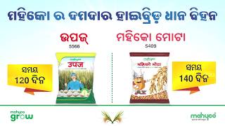 MAHYCO   UPAJ + MAHYCO MOTA   ODIYA