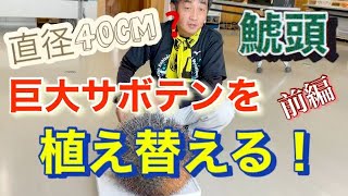 直径40cm❓巨大サボテン「鯱頭」を植え替える！　前編