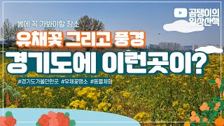 경기도에 이런 유채꽃밭은 없었다...동물체험도 가능한 이곳은 어디일까요?