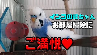 インコの銀ちゃん、お部屋掃除にご満悦♥（セキセイインコの銀時じょじょじょ♪日記）