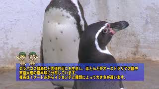 ツヨシのゴー！ＧＯ！動物園 vol 13 ペンギン