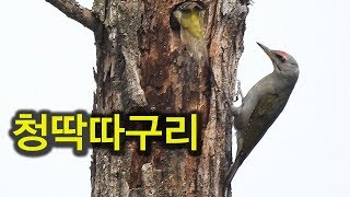 청딱따구리 (Grey-Faced Woodpecker)