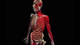 Nearpod 3D - Full Human Body