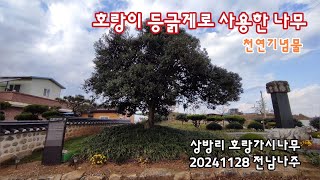 전남나주 호랑이 등긁게 나무 천연기념물, 상방리 호랑가시나무 | 20241128