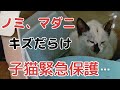 【緊急保護】ノミ、マダニ、キズだらけの子猫