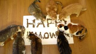 ９匹の猫のハロウィン Halloween 9 cats