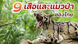 9 เสือและแมวป่าของไทย | Species Index