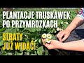 Plantacje truskawek po przymrozkach – straty już widać!